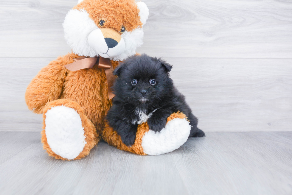 Cute Pomeranian Purebred Puppy