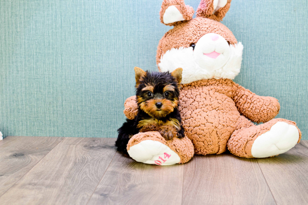 Meet Micro-Teacup-Giselle - our Yorkshire Terrier Puppy Photo 
