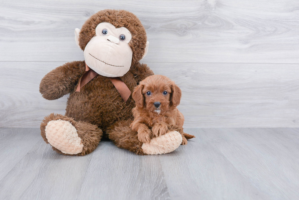 Friendly Cavapoo Baby