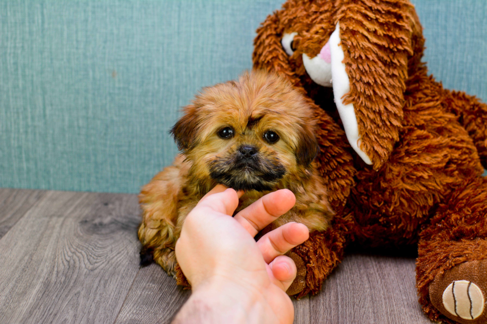 Small Shorkie Baby