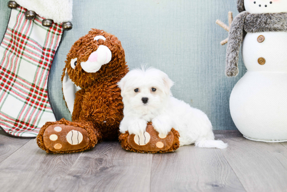 Cute Maltese Purebred Puppy