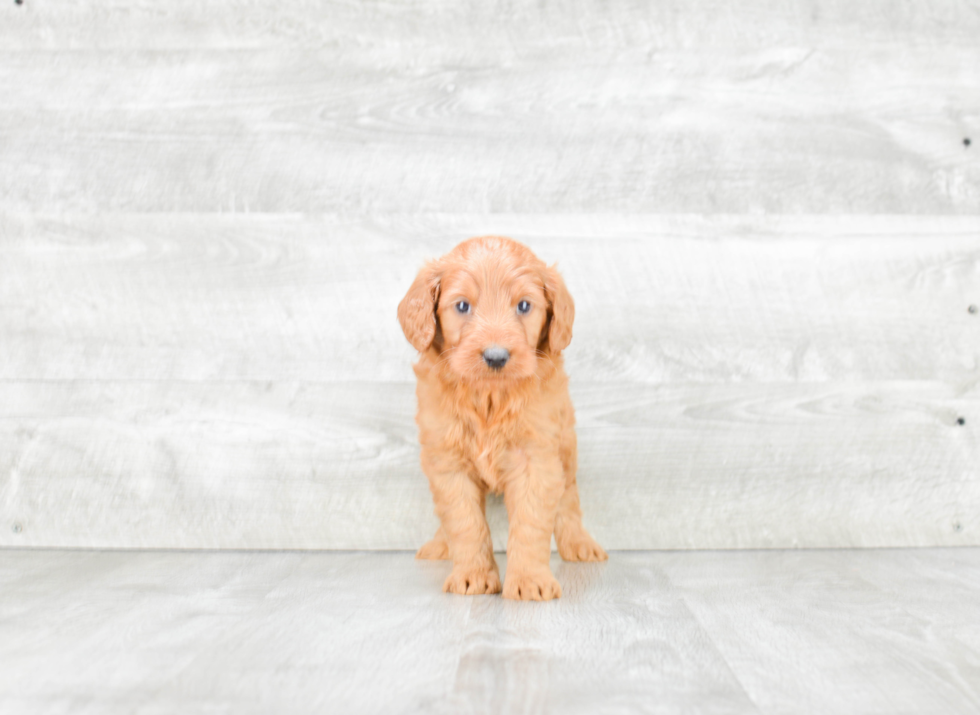 Best Mini Goldendoodle Baby