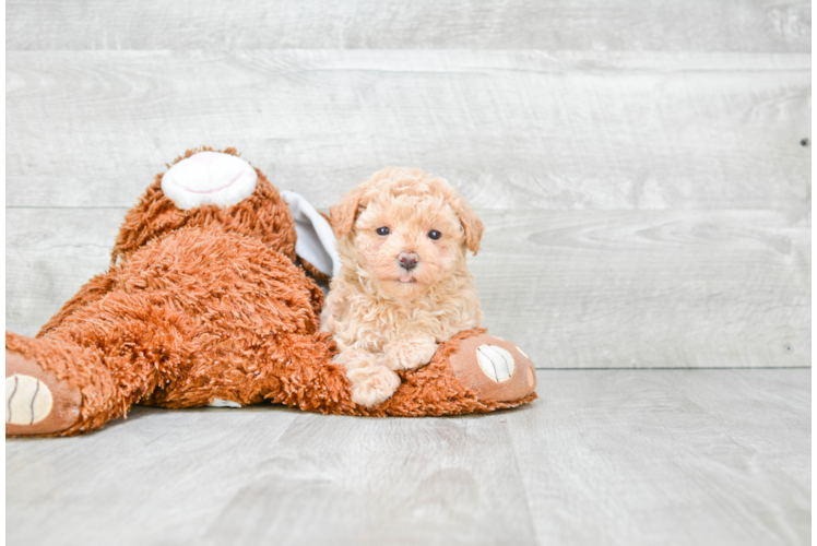 Fluffy Maltipoo Poodle Mix Pup