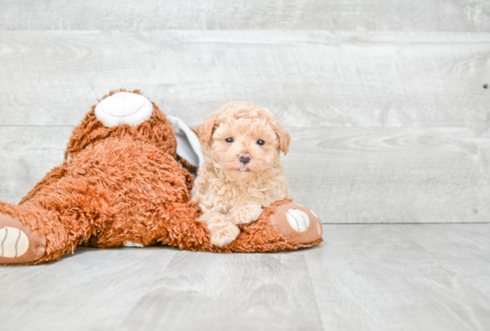 Fluffy Maltipoo Poodle Mix Pup