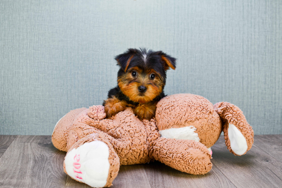 Meet Lisa - our Yorkshire Terrier Puppy Photo 