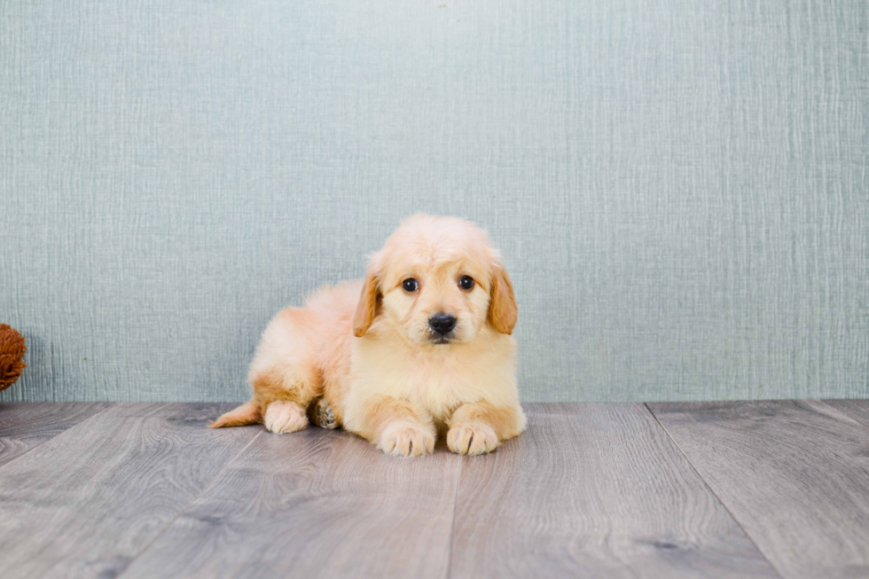 Mini Goldendoodle Pup Being Cute