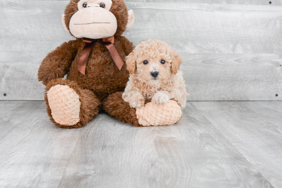 Maltipoo Puppy for Adoption