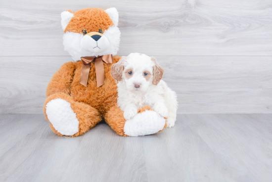 Playful Bernadoodle Poodle Mix Puppy