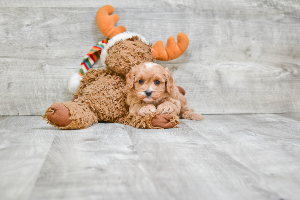 Energetic Cavoodle Poodle Mix Puppy