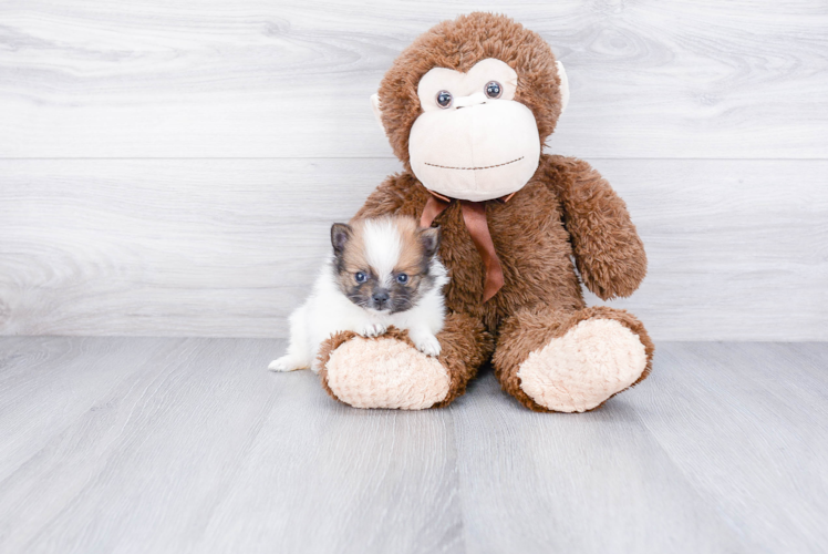 Pomeranian Pup Being Cute