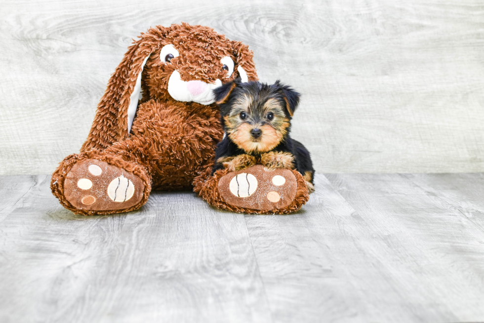 Meet Izzie - our Yorkshire Terrier Puppy Photo 