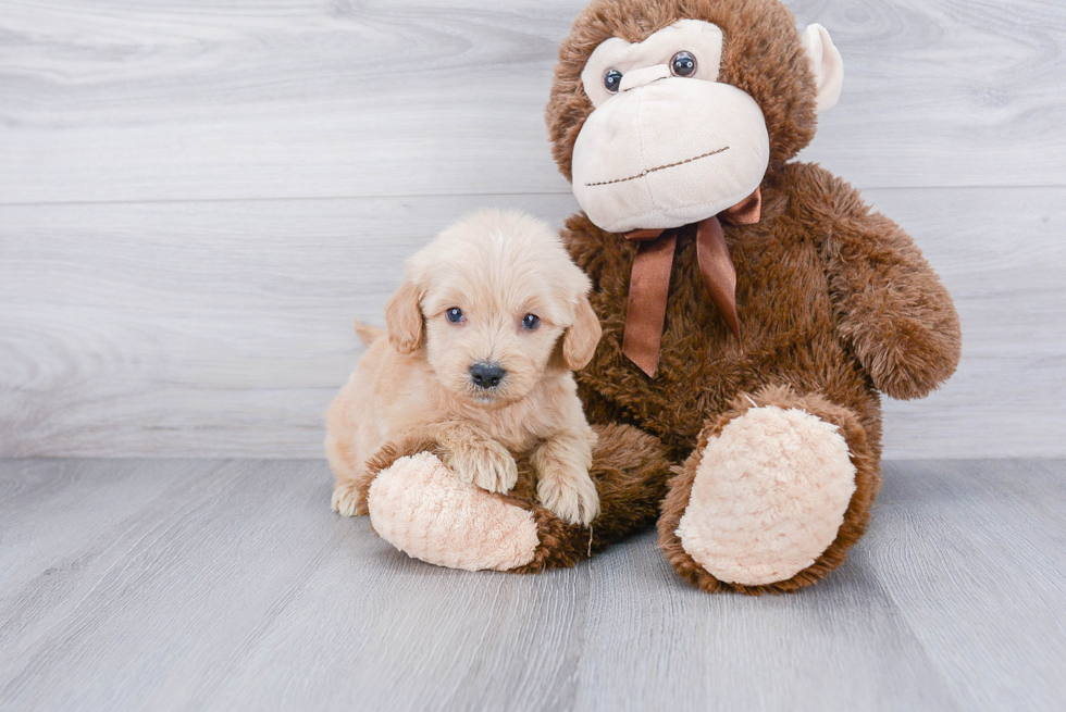 Mini Goldendoodle Pup Being Cute