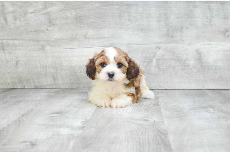 Fluffy Cavapoo Poodle Mix Pup