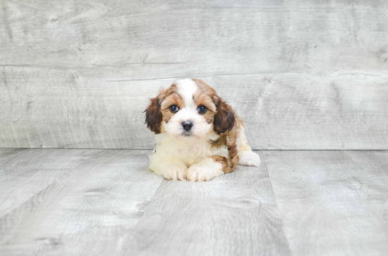 Fluffy Cavapoo Poodle Mix Pup