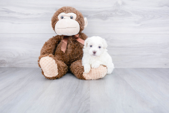 Best Maltipoo Baby