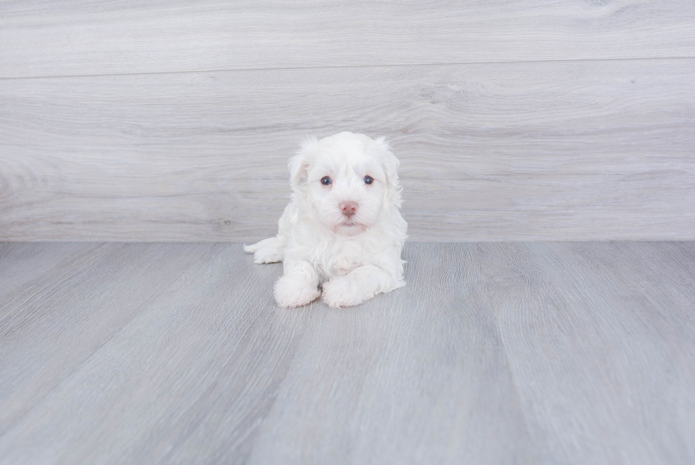 Best Havanese Baby