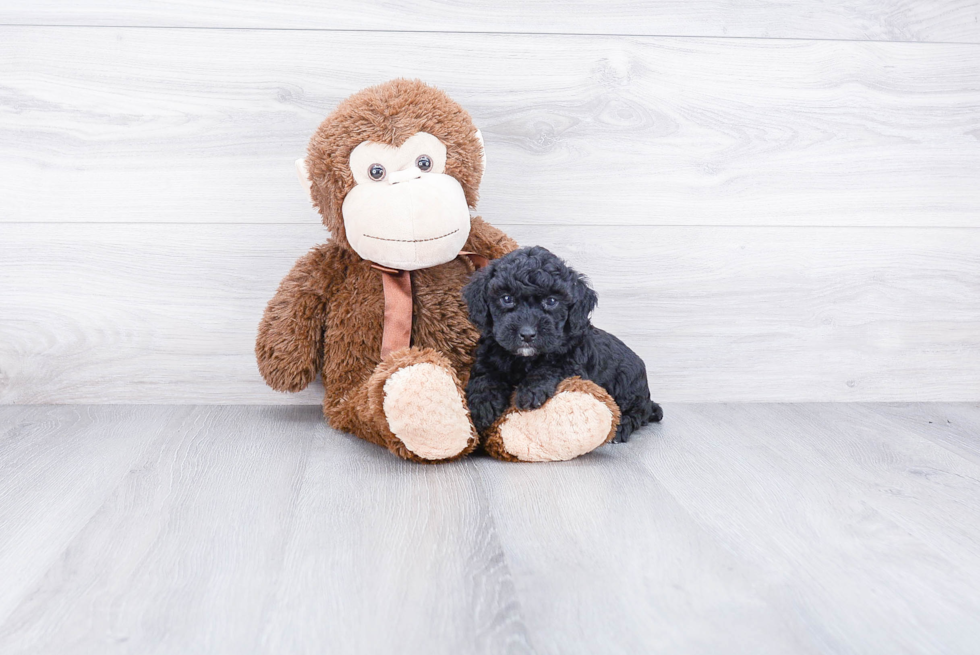 Playful Poodle Purebred Pup