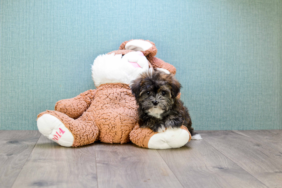 Morkie Puppy for Adoption