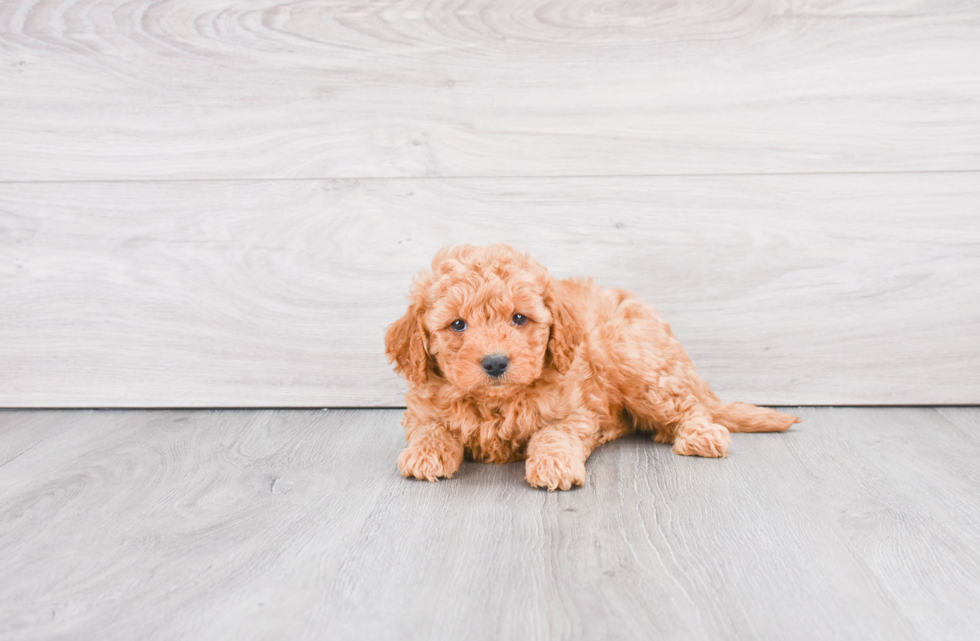 Petite Mini Goldendoodle Poodle Mix Pup