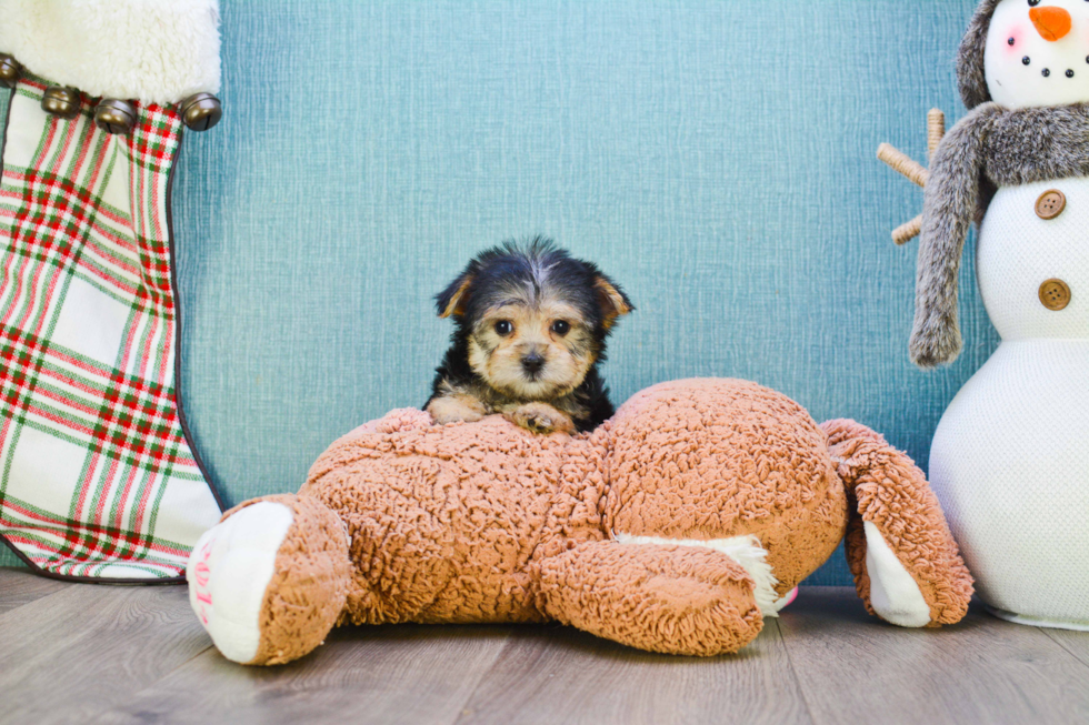 Morkie Puppy for Adoption