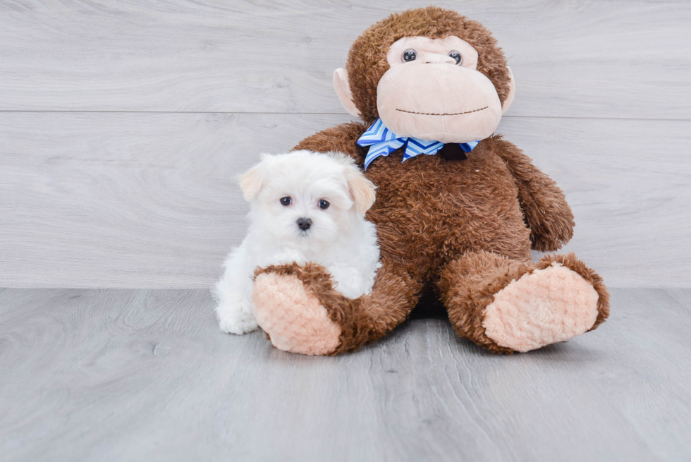 Maltipoo Pup Being Cute