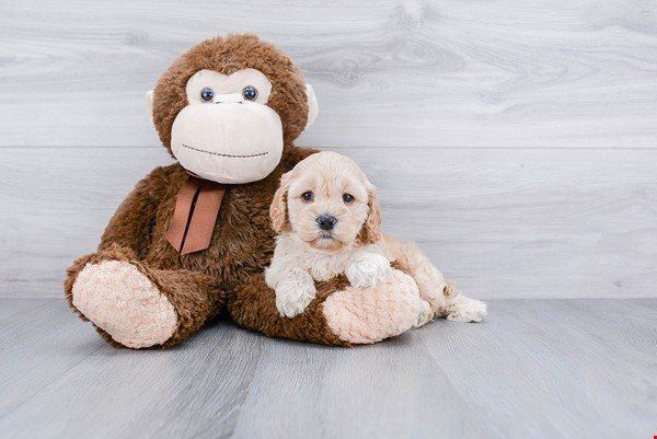 Cockapoo Pup Being Cute
