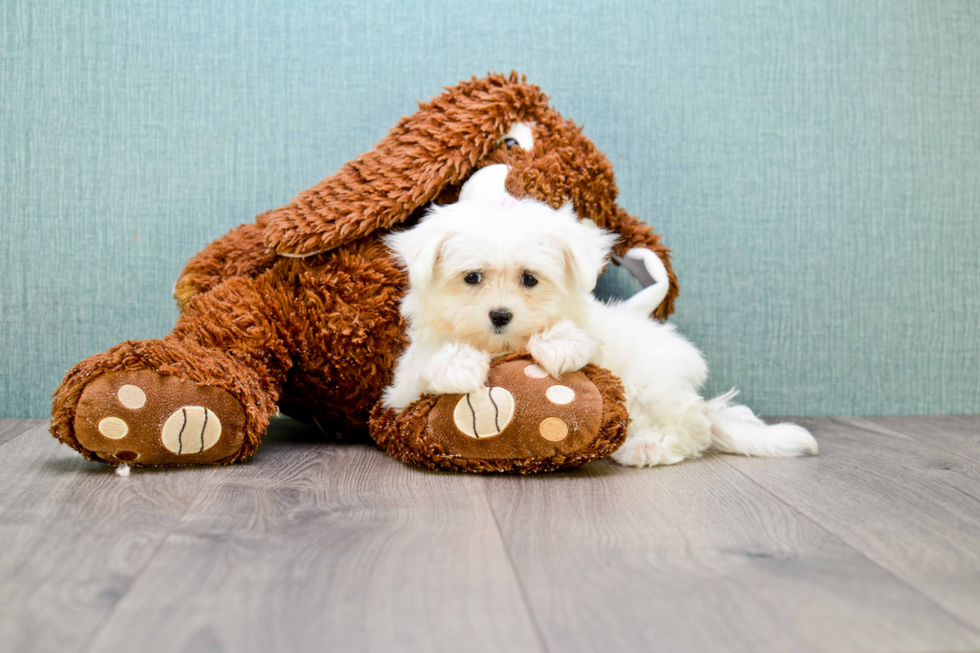 Small Maltese Baby