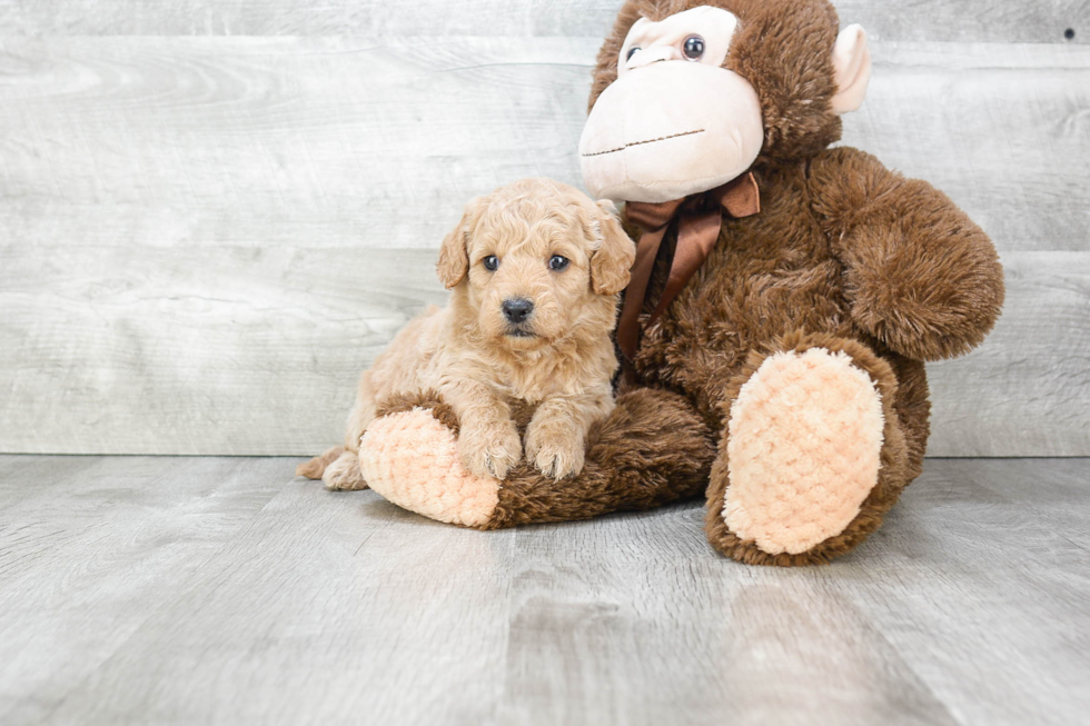 Little Golden Retriever Poodle Mix Puppy