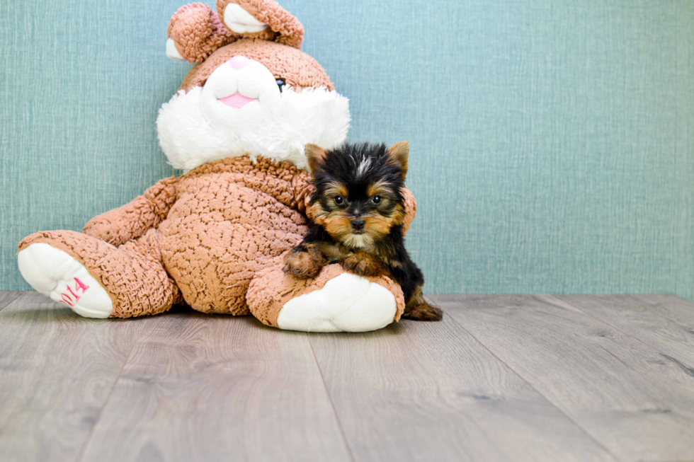 Meet Capone - our Yorkshire Terrier Puppy Photo 