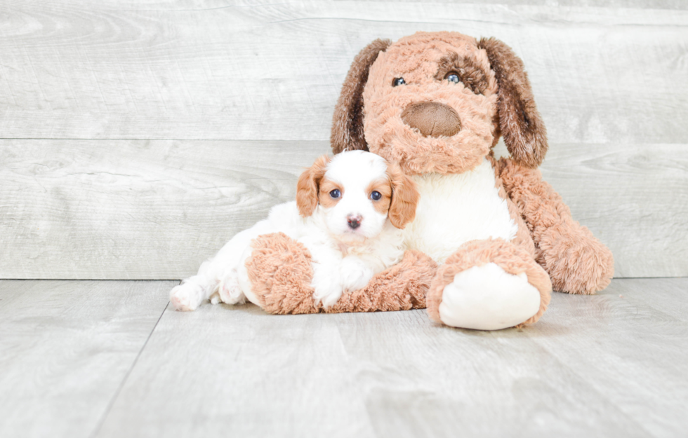 Small Cavapoo Baby