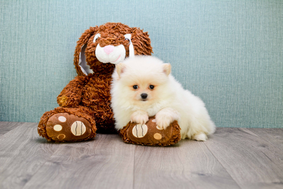 Pomeranian Puppy for Adoption