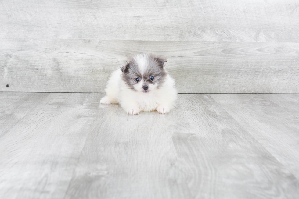 Friendly Pomeranian Baby