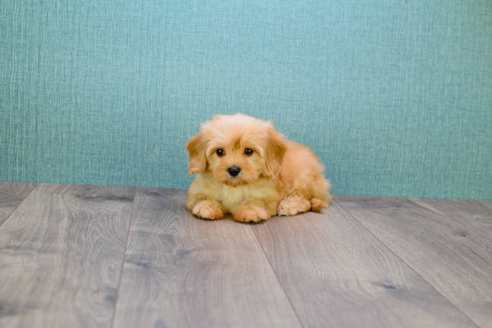 Cavapoo Pup Being Cute