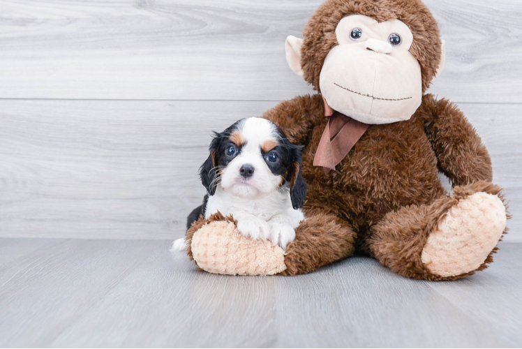 Cavalier King Charles Spaniel Puppy for Adoption