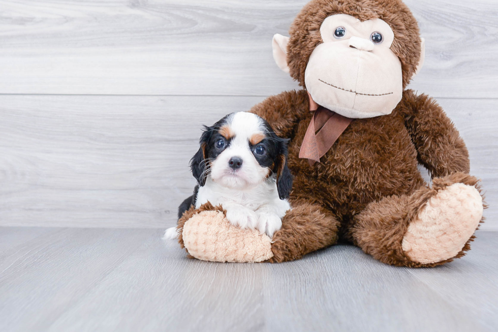 Cavalier King Charles Spaniel Puppy for Adoption