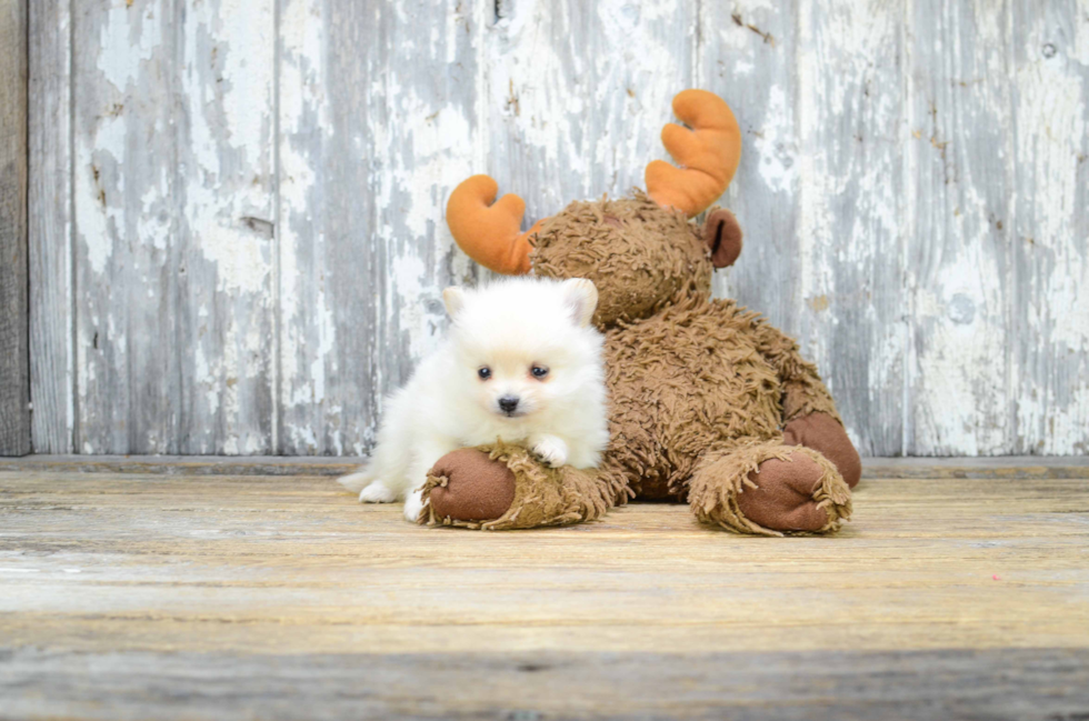 Hypoallergenic Pomeranian Baby