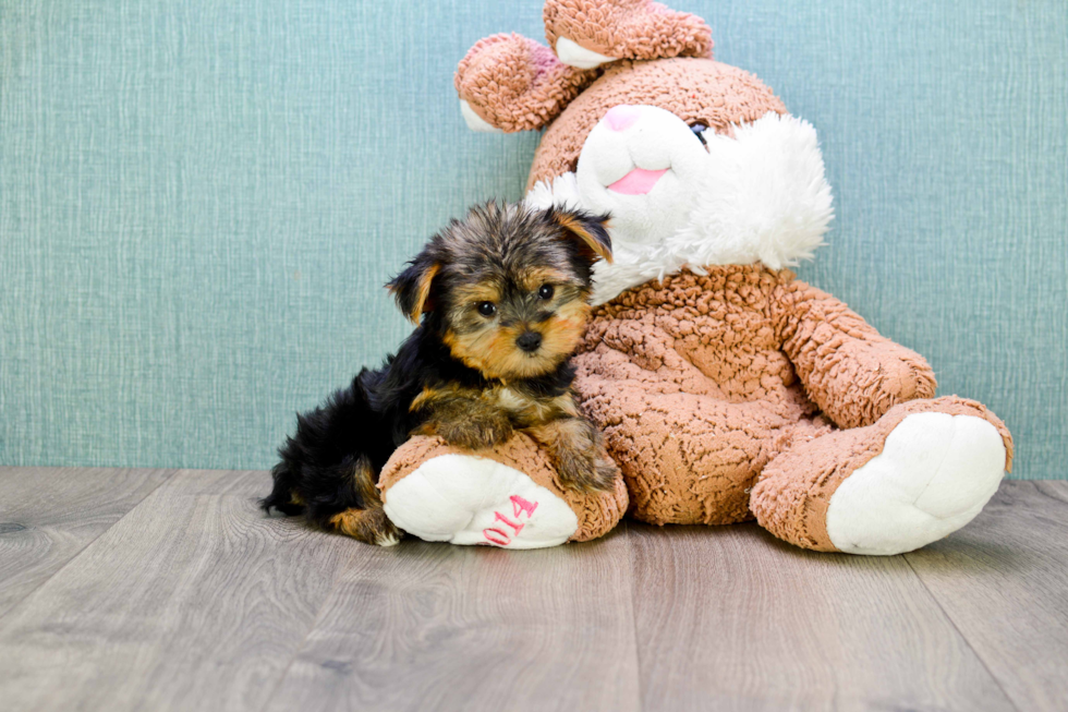 Meet Timmy - our Yorkshire Terrier Puppy Photo 