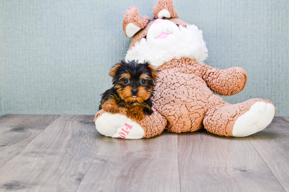 Meet Timmy - our Yorkshire Terrier Puppy Photo 