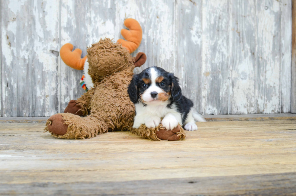 Cute Cavalier King Charles Spaniel Purebred Puppy