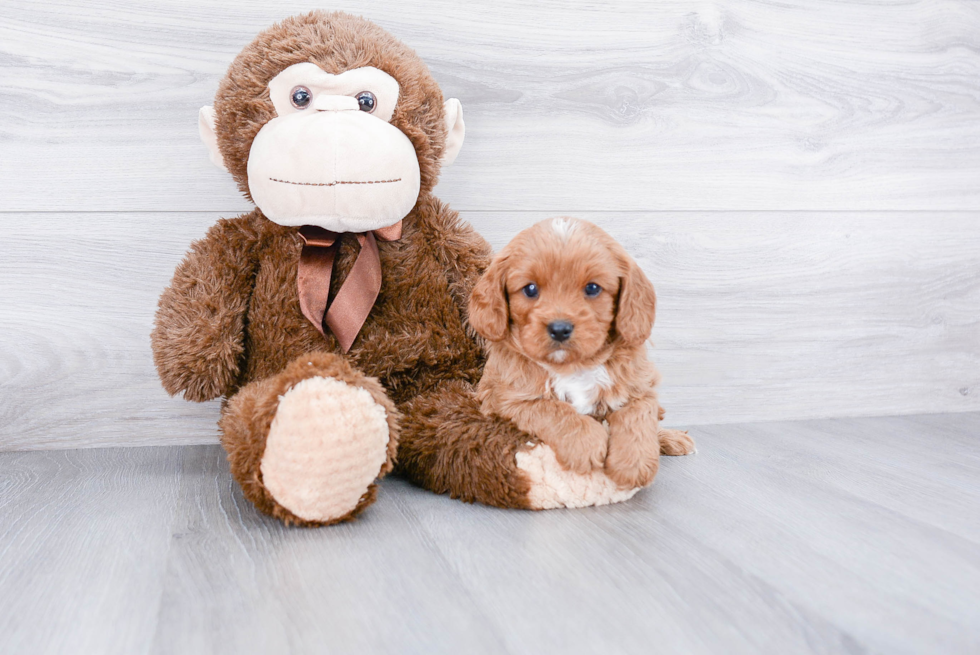 Best Cavapoo Baby