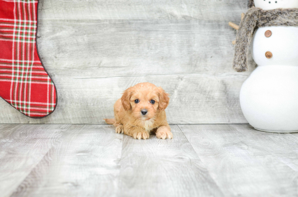 Hypoallergenic Cavoodle Poodle Mix Puppy