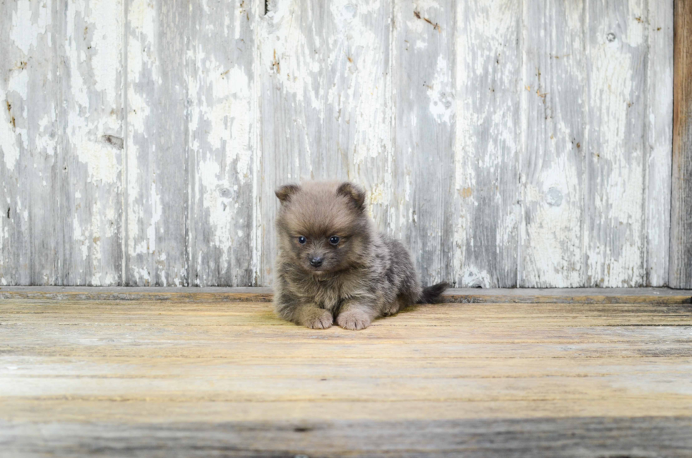 Akc Registered Pomeranian Baby