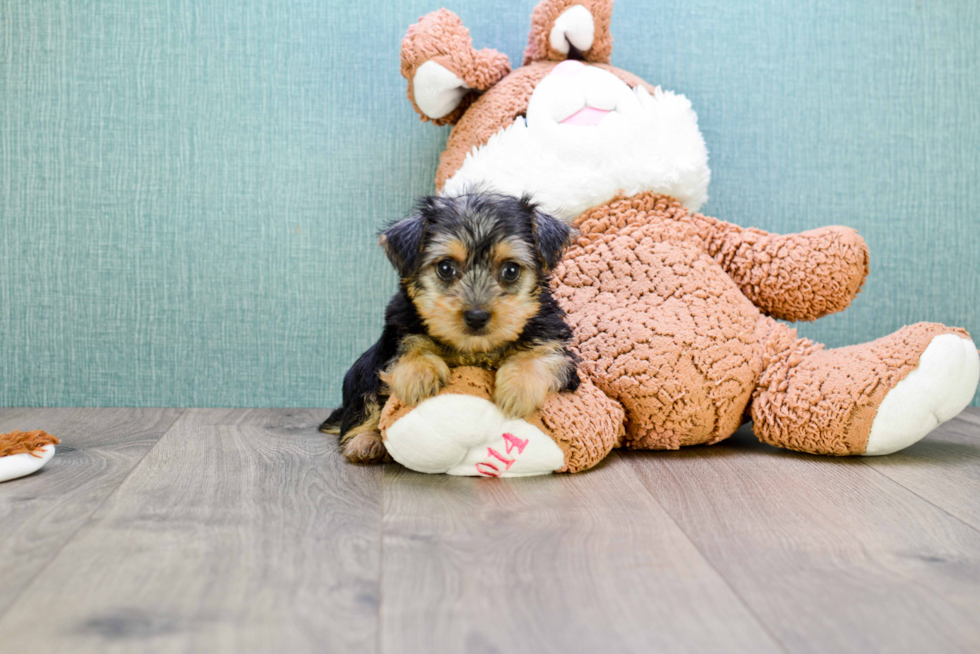 Meet Sasha - our Morkie Puppy Photo 