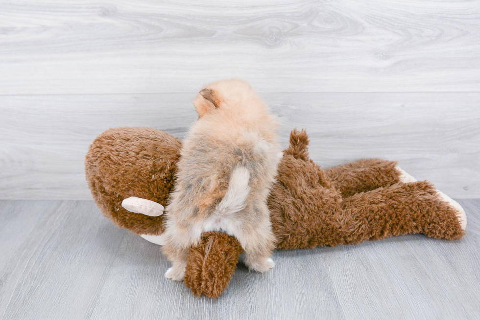 Playful Pomeranian Purebred Pup