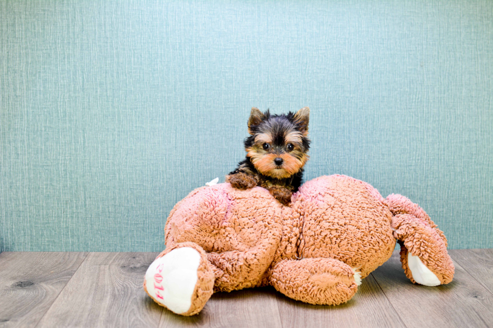 Meet Rocky - our Yorkshire Terrier Puppy Photo 