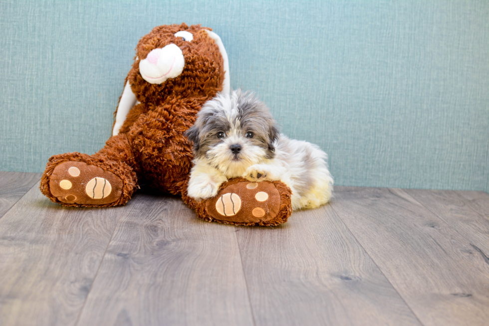 Friendly Teddy Bear Baby