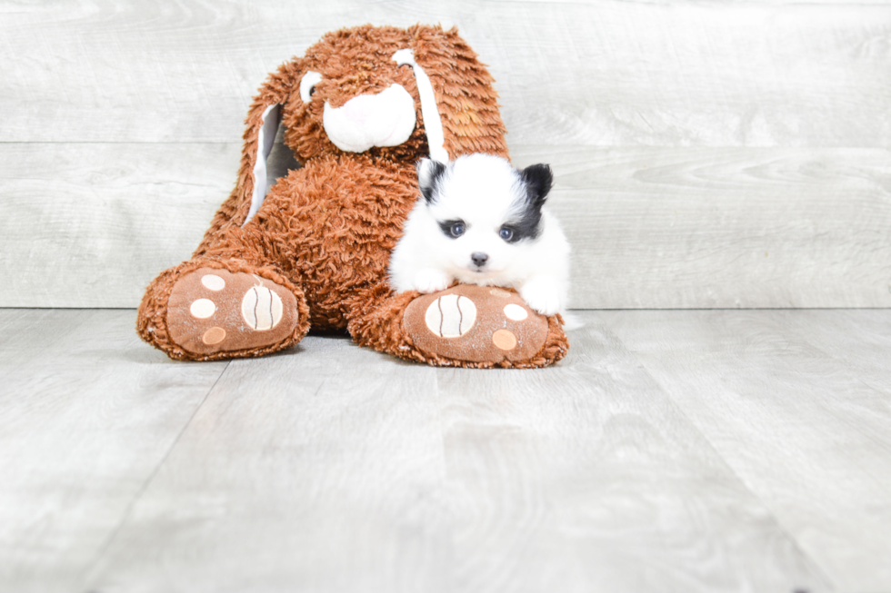 Playful Pomeranian Baby