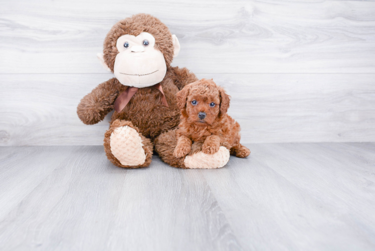 Popular Cavapoo Poodle Mix Pup