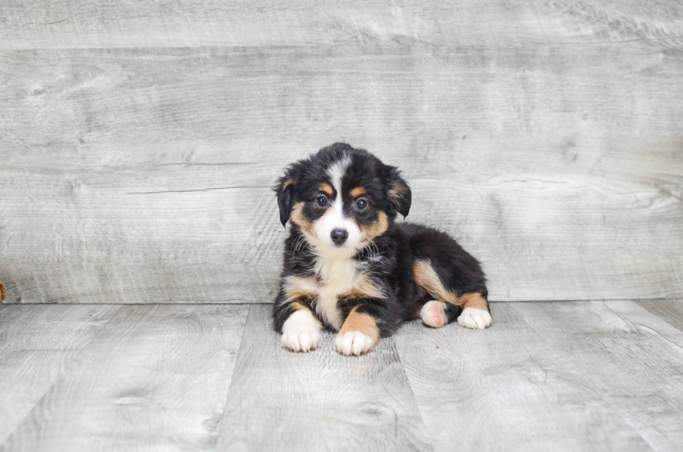 Best Mini Aussiedoodle Baby