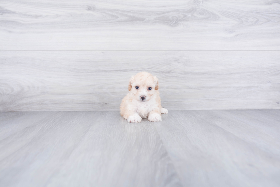 Maltipoo Puppy for Adoption